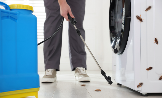 Dedetização de baratas em Palmas