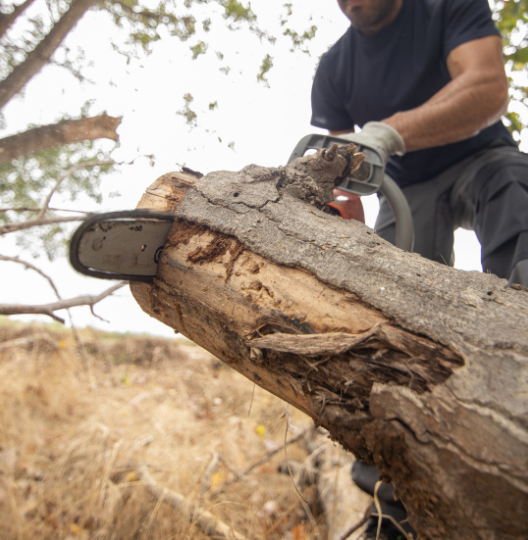Poda de árvores em Palmas